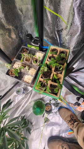 2x2x4 — seedling_rooting, day 11