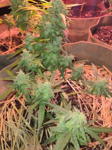 Outdoor Auto's (First Set) — flower, day 55