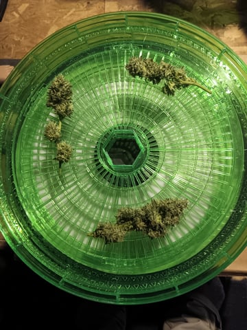 Master Kush — flower, day 104