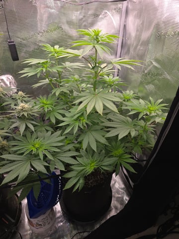 Northern lights #10 2nd plant (Selkies) — flower, day 50