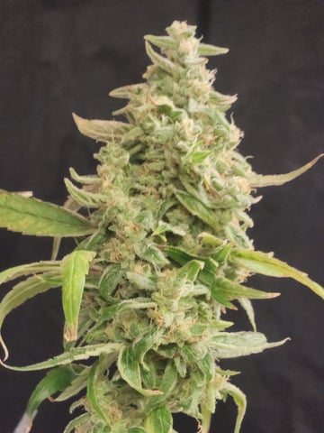 Sour Diesel — harvest, day 55