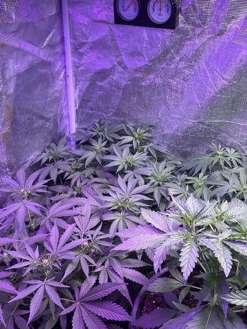 Ak-47 (Fast Verison) and pine Auto  — flower, day 59