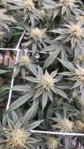 1st grow indoors(cardboard box to 2x2x4 to 5x5x6) — flower, day 113