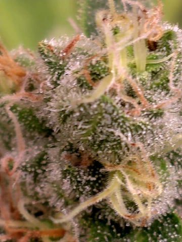 Dirty Bird - Thousand Island Fem & Platinum Kush Breath Remix x Grape Cakehead Fem Photo  — flower, day 120