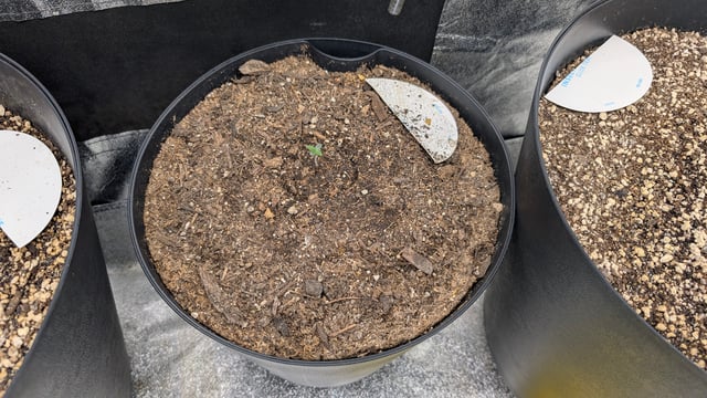 Mixed Grow — grow_setup, day 23