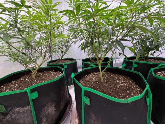 indoor tent  — flower, day 20