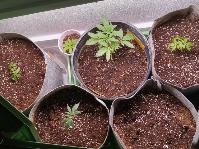 critical purple kush x peyote wifi  in the auto pot system tray 2 grow with added microhazian to the coco coir  — flower, day 57