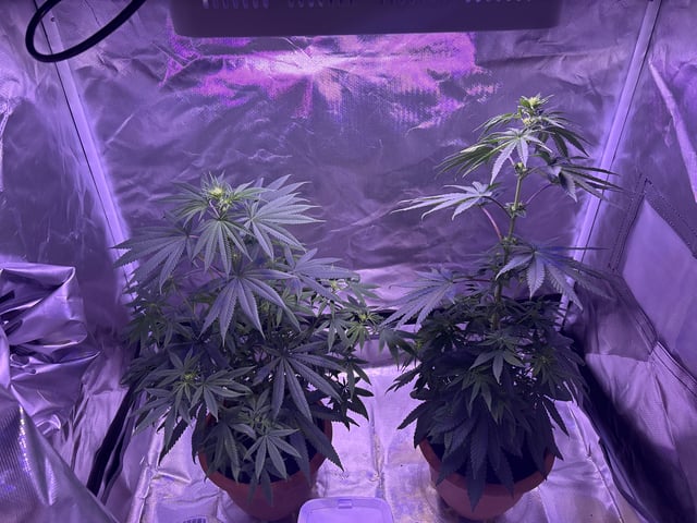 unknown strain 1st grow — flower, day 56