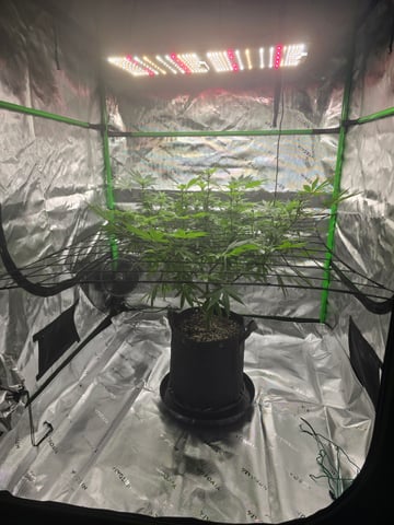 First grow — flower, day 67