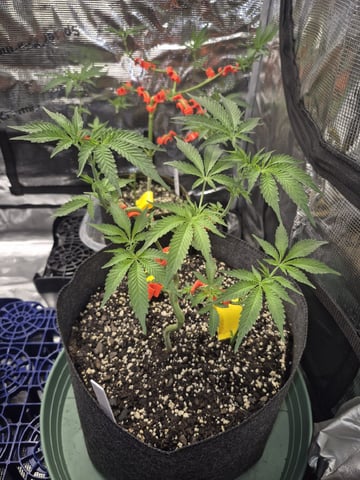 Grow 1 2026 Gelato Rainbow Sherbert  — vegetative, day 40