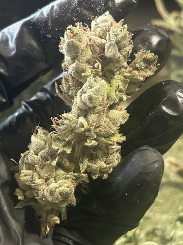Banana and Gold — harvest, day 83