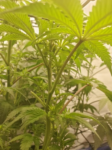 Banana Purple Punch & Rainbow Showers — flower, day 69