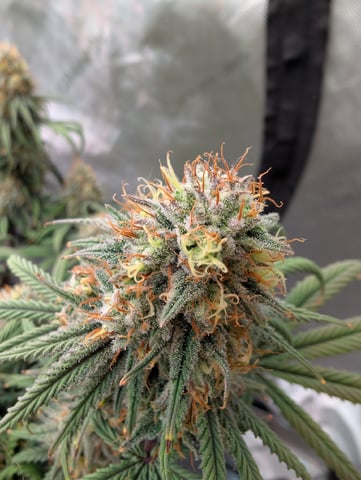 Black African Magic — flower, day 183