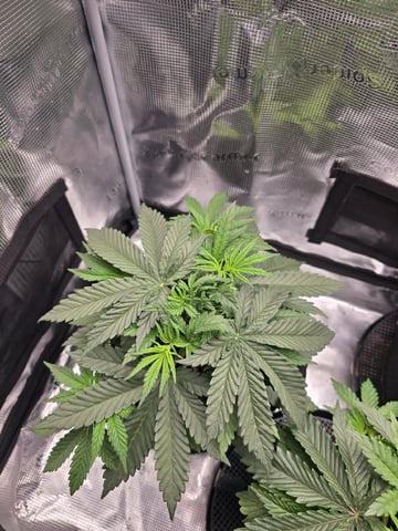  1 Blue Zushi x Venom & 1 Jack Here x Strawberry Cookies OG — vegetative, day 26