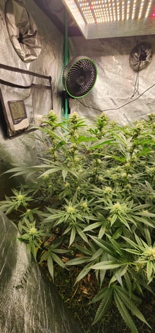 10G's — flower, day 74