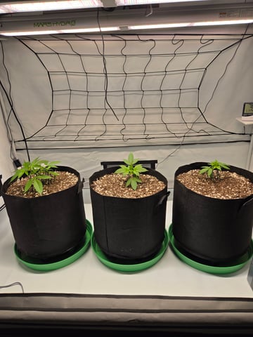 Purple Skunk 3 x 5  — vegetative, day 22