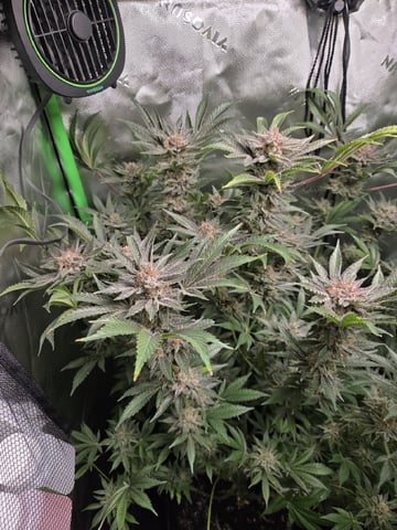 Special Kush#1 and Purple Queen Auto  — flower, day 123