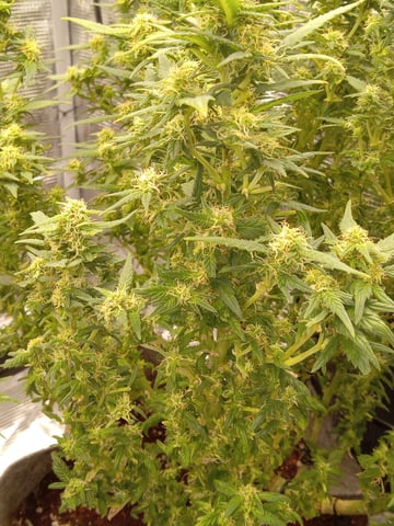 Blueberry critical kush x purple peyote wifi  and one L.a kush cake . — flower, day 58