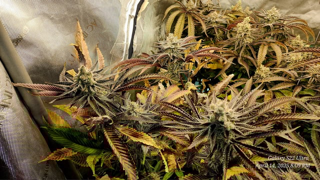 Blasted Genetics  — flower, day 50