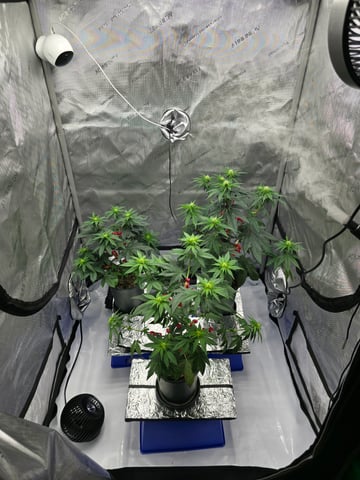 Homegrown - 🍒 🥧 & GSC Auto, 🚀 Seeds 🍌 Buttercups  — flower, day 45