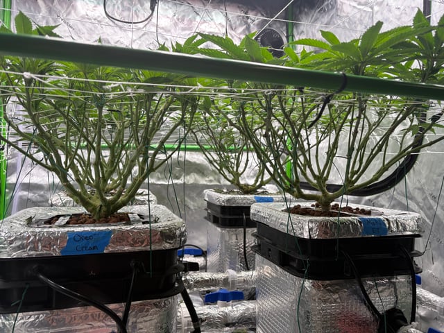 First Grow (Hydro) — vegetative, day 79