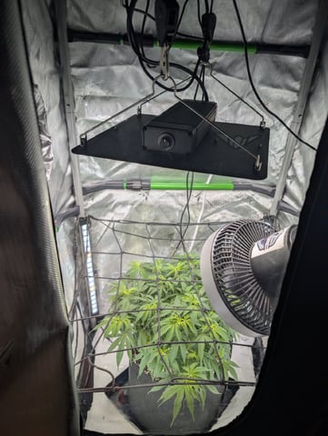 C99 CloneWars! — vegetative, day 36