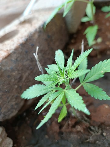 White Widow/Gorilla Glue — vegetative, day 25