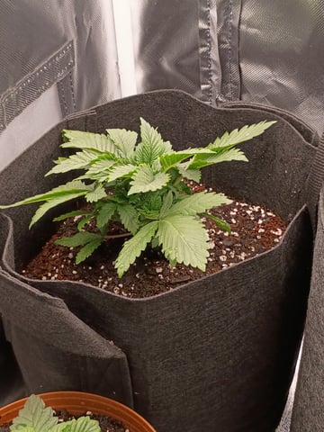 1st Grow Eva — vegetative, day 21