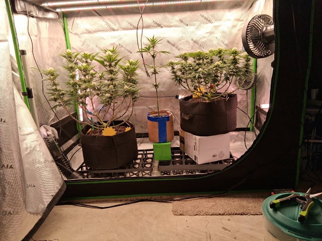 fruity pebbles, cap junky — flower, day 81