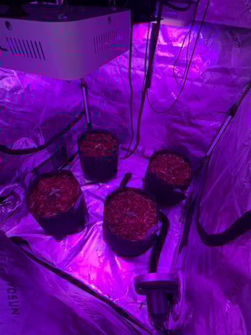 Late summer auto 2025 — vegetative, day 16