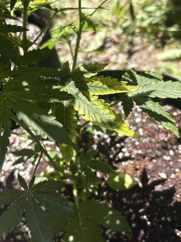 Rc Exotics — flower, day 52