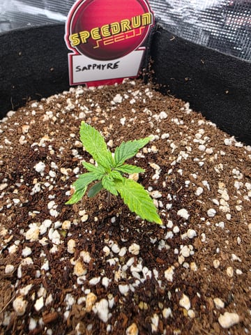 Sapphyre & Rockslide — seedling_rooting, day 12