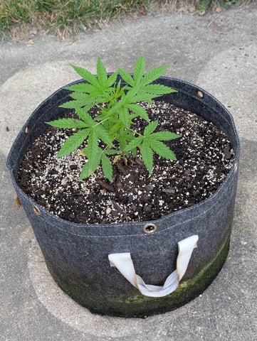 Gorilla Cookies Auto — vegetative, day 27
