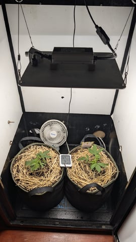 Double Smile And (Alien Vs Triangle X Strawberry Nuggets) — vegetative, day 19