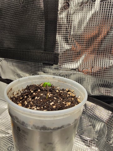 Northern lights #10 2nd plant (Selkies) — seedling_rooting, day 2