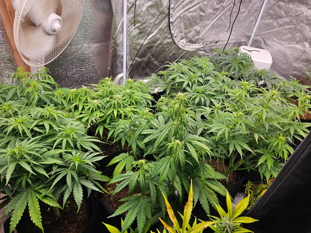 round 2 — flower, day 86