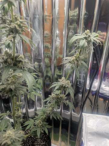 B E A utiful  — flower, day 134