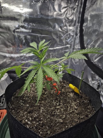 Grow 1 2026 Gelato Rainbow Sherbert  — vegetative, day 22