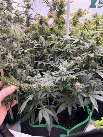 Indoor Grow  — flower, day 183