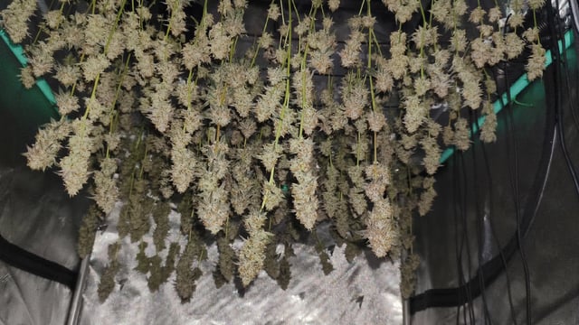 Straight Blasted  — harvest, day 60