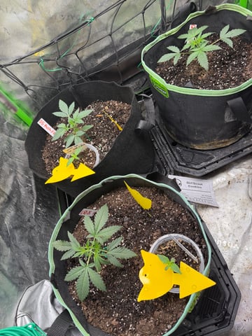 Indoor & Outdoor Grow 6 — vegetative, day 8