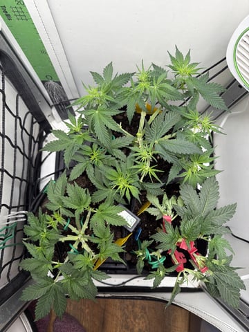 Midsummer Outdoor — vegetative, day 29