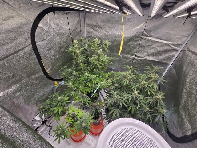 Hydroponic Photos — flower, day 53