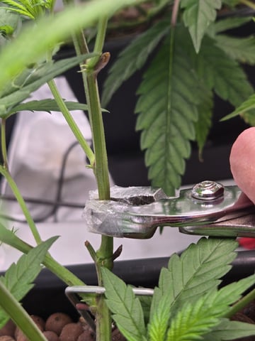 Funk Mountain 2 — flower, day 19