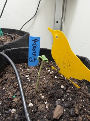 Midsummer Outdoor — seedling_rooting, day 1