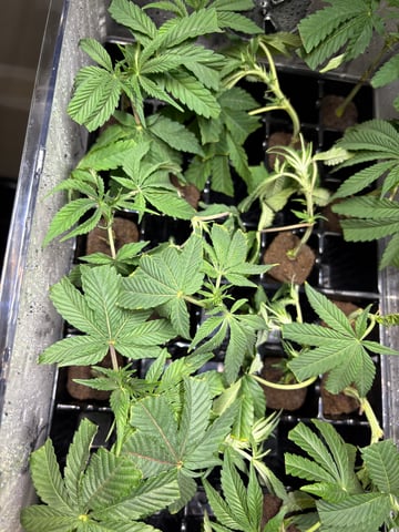 Mother Plants — seedling_rooting, day 6