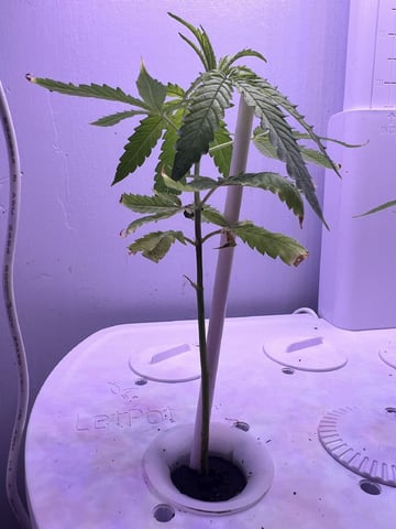 Banjo Clones — vegetative, day 41