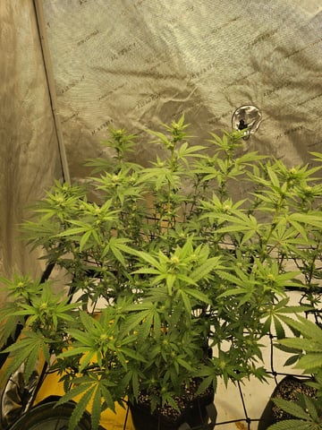 perfect circle/ cherrymac1 X candyland cross  — flower, day 1