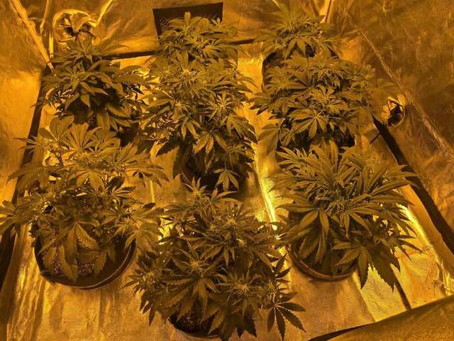 Autos AGAIN — vegetative, day 41