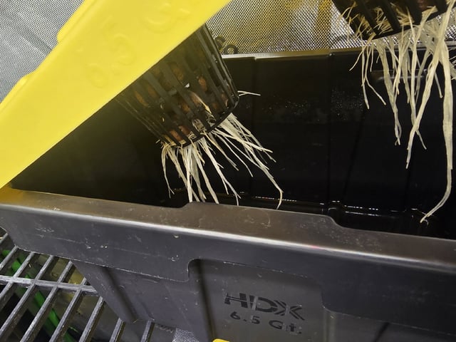 GLOOKIES — grow_setup, day 16